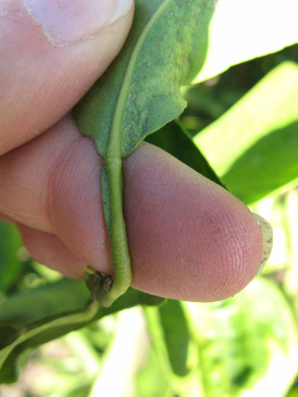              Petiole (Winter Haven, FL)       